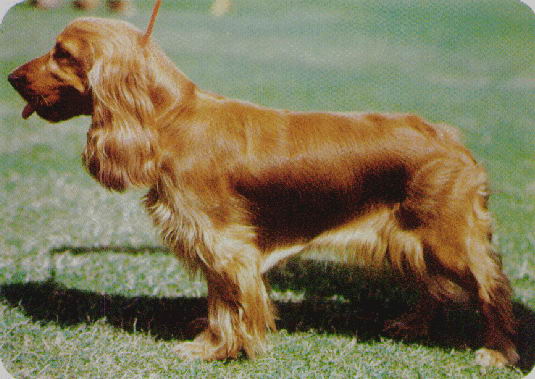 Cocker Spaniel